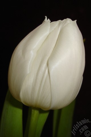 A mobile wallpaper and MMS picture for Apple iPhone 7s, 6s, 5s, 4s, Plus, iPods, iPads, New iPads, Samsung Galaxy S Series and Notes, Sony Ericsson Xperia, LG Mobile Phones, Tablets and Devices: White color Turkish-Ottoman Tulip photo.
