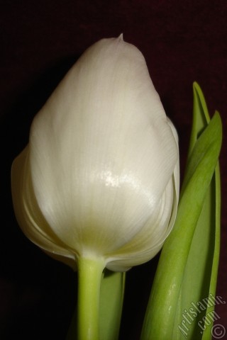 A mobile wallpaper and MMS picture for Apple iPhone 7s, 6s, 5s, 4s, Plus, iPods, iPads, New iPads, Samsung Galaxy S Series and Notes, Sony Ericsson Xperia, LG Mobile Phones, Tablets and Devices: White color Turkish-Ottoman Tulip photo.
