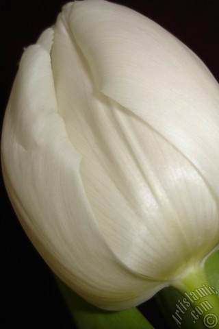 A mobile wallpaper and MMS picture for Apple iPhone 7s, 6s, 5s, 4s, Plus, iPods, iPads, New iPads, Samsung Galaxy S Series and Notes, Sony Ericsson Xperia, LG Mobile Phones, Tablets and Devices: White color Turkish-Ottoman Tulip photo.
