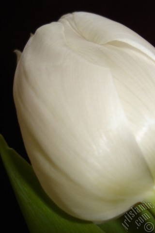 A mobile wallpaper and MMS picture for Apple iPhone 7s, 6s, 5s, 4s, Plus, iPods, iPads, New iPads, Samsung Galaxy S Series and Notes, Sony Ericsson Xperia, LG Mobile Phones, Tablets and Devices: White color Turkish-Ottoman Tulip photo.
