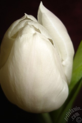 A mobile wallpaper and MMS picture for Apple iPhone 7s, 6s, 5s, 4s, Plus, iPods, iPads, New iPads, Samsung Galaxy S Series and Notes, Sony Ericsson Xperia, LG Mobile Phones, Tablets and Devices: White color Turkish-Ottoman Tulip photo.
