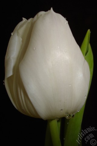 A mobile wallpaper and MMS picture for Apple iPhone 7s, 6s, 5s, 4s, Plus, iPods, iPads, New iPads, Samsung Galaxy S Series and Notes, Sony Ericsson Xperia, LG Mobile Phones, Tablets and Devices: White color Turkish-Ottoman Tulip photo.
