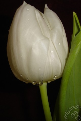 A mobile wallpaper and MMS picture for Apple iPhone 7s, 6s, 5s, 4s, Plus, iPods, iPads, New iPads, Samsung Galaxy S Series and Notes, Sony Ericsson Xperia, LG Mobile Phones, Tablets and Devices: White color Turkish-Ottoman Tulip photo.
