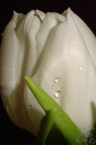 A mobile wallpaper and MMS picture for Apple iPhone 7s, 6s, 5s, 4s, Plus, iPods, iPads, New iPads, Samsung Galaxy S Series and Notes, Sony Ericsson Xperia, LG Mobile Phones, Tablets and Devices: White color Turkish-Ottoman Tulip photo.
