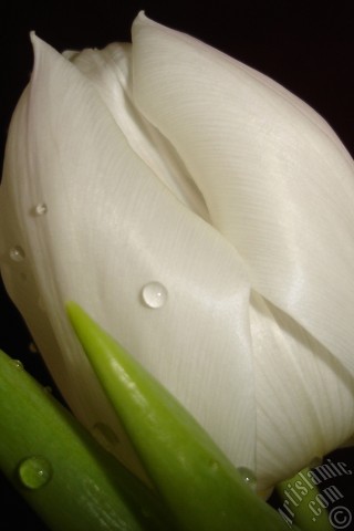 A mobile wallpaper and MMS picture for Apple iPhone 7s, 6s, 5s, 4s, Plus, iPods, iPads, New iPads, Samsung Galaxy S Series and Notes, Sony Ericsson Xperia, LG Mobile Phones, Tablets and Devices: White color Turkish-Ottoman Tulip photo.
