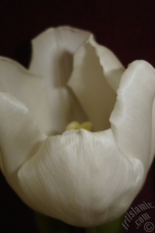A mobile wallpaper and MMS picture for Apple iPhone 7s, 6s, 5s, 4s, Plus, iPods, iPads, New iPads, Samsung Galaxy S Series and Notes, Sony Ericsson Xperia, LG Mobile Phones, Tablets and Devices: White color Turkish-Ottoman Tulip photo.
