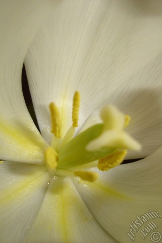 A mobile wallpaper and MMS picture for Apple iPhone 7s, 6s, 5s, 4s, Plus, iPods, iPads, New iPads, Samsung Galaxy S Series and Notes, Sony Ericsson Xperia, LG Mobile Phones, Tablets and Devices: White color Turkish-Ottoman Tulip photo.
