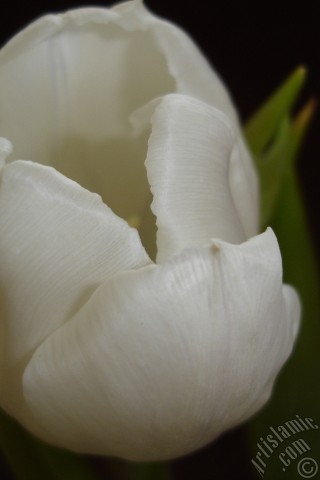 A mobile wallpaper and MMS picture for Apple iPhone 7s, 6s, 5s, 4s, Plus, iPods, iPads, New iPads, Samsung Galaxy S Series and Notes, Sony Ericsson Xperia, LG Mobile Phones, Tablets and Devices: White color Turkish-Ottoman Tulip photo.
