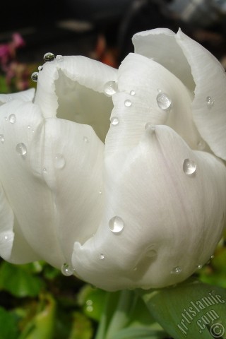 A mobile wallpaper and MMS picture for Apple iPhone 7s, 6s, 5s, 4s, Plus, iPods, iPads, New iPads, Samsung Galaxy S Series and Notes, Sony Ericsson Xperia, LG Mobile Phones, Tablets and Devices: White color Turkish-Ottoman Tulip photo.
