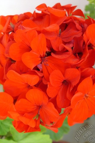 A mobile wallpaper and MMS picture for Apple iPhone 7s, 6s, 5s, 4s, Plus, iPods, iPads, New iPads, Samsung Galaxy S Series and Notes, Sony Ericsson Xperia, LG Mobile Phones, Tablets and Devices: Red Colored Pelargonia -Geranium- flower.
