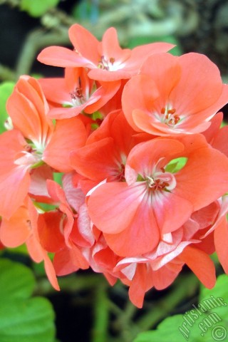 A mobile wallpaper and MMS picture for Apple iPhone 7s, 6s, 5s, 4s, Plus, iPods, iPads, New iPads, Samsung Galaxy S Series and Notes, Sony Ericsson Xperia, LG Mobile Phones, Tablets and Devices: Red Colored Pelargonia -Geranium- flower.
