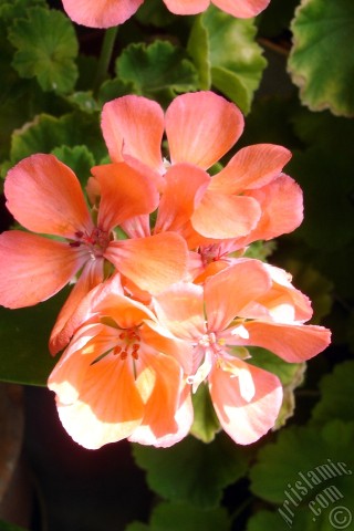 A mobile wallpaper and MMS picture for Apple iPhone 7s, 6s, 5s, 4s, Plus, iPods, iPads, New iPads, Samsung Galaxy S Series and Notes, Sony Ericsson Xperia, LG Mobile Phones, Tablets and Devices: Red Colored Pelargonia -Geranium- flower.
