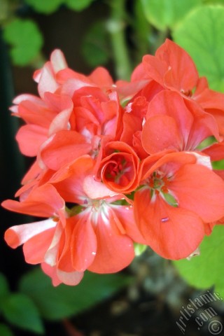 A mobile wallpaper and MMS picture for Apple iPhone 7s, 6s, 5s, 4s, Plus, iPods, iPads, New iPads, Samsung Galaxy S Series and Notes, Sony Ericsson Xperia, LG Mobile Phones, Tablets and Devices: Red Colored Pelargonia -Geranium- flower.

