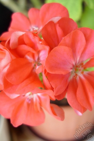 A mobile wallpaper and MMS picture for Apple iPhone 7s, 6s, 5s, 4s, Plus, iPods, iPads, New iPads, Samsung Galaxy S Series and Notes, Sony Ericsson Xperia, LG Mobile Phones, Tablets and Devices: Red Colored Pelargonia -Geranium- flower.
