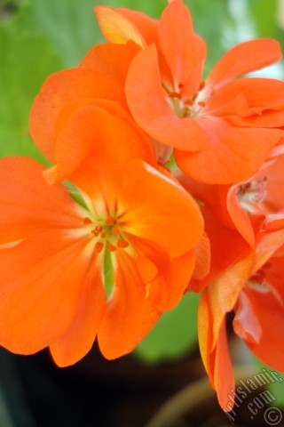 A mobile wallpaper and MMS picture for Apple iPhone 7s, 6s, 5s, 4s, Plus, iPods, iPads, New iPads, Samsung Galaxy S Series and Notes, Sony Ericsson Xperia, LG Mobile Phones, Tablets and Devices: Red Colored Pelargonia -Geranium- flower.

