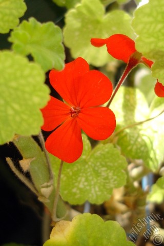 A mobile wallpaper and MMS picture for Apple iPhone 7s, 6s, 5s, 4s, Plus, iPods, iPads, New iPads, Samsung Galaxy S Series and Notes, Sony Ericsson Xperia, LG Mobile Phones, Tablets and Devices: Red Colored Pelargonia -Geranium- flower.
