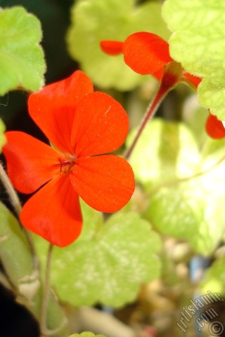 A mobile wallpaper and MMS picture for Apple iPhone 7s, 6s, 5s, 4s, Plus, iPods, iPads, New iPads, Samsung Galaxy S Series and Notes, Sony Ericsson Xperia, LG Mobile Phones, Tablets and Devices: Red Colored Pelargonia -Geranium- flower.
