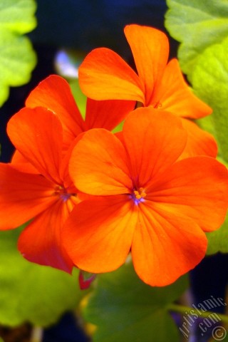 A mobile wallpaper and MMS picture for Apple iPhone 7s, 6s, 5s, 4s, Plus, iPods, iPads, New iPads, Samsung Galaxy S Series and Notes, Sony Ericsson Xperia, LG Mobile Phones, Tablets and Devices: Red Colored Pelargonia -Geranium- flower.
