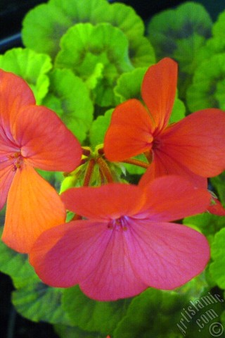 A mobile wallpaper and MMS picture for Apple iPhone 7s, 6s, 5s, 4s, Plus, iPods, iPads, New iPads, Samsung Galaxy S Series and Notes, Sony Ericsson Xperia, LG Mobile Phones, Tablets and Devices: Red Colored Pelargonia -Geranium- flower.
