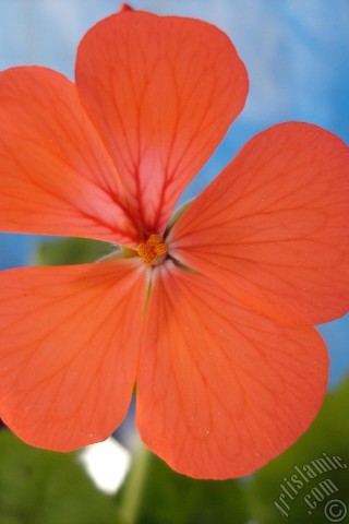 A mobile wallpaper and MMS picture for Apple iPhone 7s, 6s, 5s, 4s, Plus, iPods, iPads, New iPads, Samsung Galaxy S Series and Notes, Sony Ericsson Xperia, LG Mobile Phones, Tablets and Devices: Red Colored Pelargonia -Geranium- flower.
