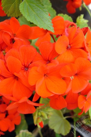 A mobile wallpaper and MMS picture for Apple iPhone 7s, 6s, 5s, 4s, Plus, iPods, iPads, New iPads, Samsung Galaxy S Series and Notes, Sony Ericsson Xperia, LG Mobile Phones, Tablets and Devices: Red Colored Pelargonia -Geranium- flower.
