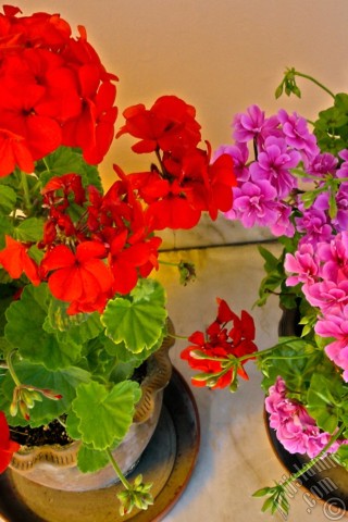 A mobile wallpaper and MMS picture for Apple iPhone 7s, 6s, 5s, 4s, Plus, iPods, iPads, New iPads, Samsung Galaxy S Series and Notes, Sony Ericsson Xperia, LG Mobile Phones, Tablets and Devices: Red Colored Pelargonia -Geranium- flower.

