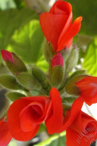 A mobile wallpaper and MMS picture for Apple iPhone 7s, 6s, 5s, 4s, Plus, iPods, iPads, New iPads, Samsung Galaxy S Series and Notes, Sony Ericsson Xperia, LG Mobile Phones, Tablets and Devices: Red Colored Pelargonia -Geranium- flower.
