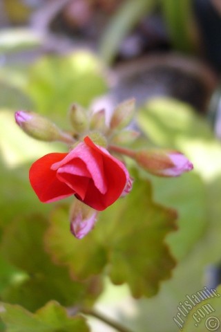 A mobile wallpaper and MMS picture for Apple iPhone 7s, 6s, 5s, 4s, Plus, iPods, iPads, New iPads, Samsung Galaxy S Series and Notes, Sony Ericsson Xperia, LG Mobile Phones, Tablets and Devices: Red Colored Pelargonia -Geranium- flower.

