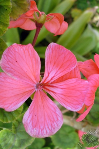 A mobile wallpaper and MMS picture for Apple iPhone 7s, 6s, 5s, 4s, Plus, iPods, iPads, New iPads, Samsung Galaxy S Series and Notes, Sony Ericsson Xperia, LG Mobile Phones, Tablets and Devices: Red Colored Pelargonia -Geranium- flower.
