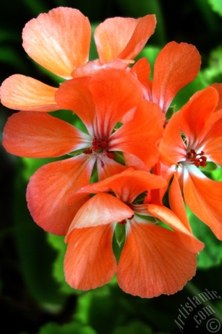 A mobile wallpaper and MMS picture for Apple iPhone 7s, 6s, 5s, 4s, Plus, iPods, iPads, New iPads, Samsung Galaxy S Series and Notes, Sony Ericsson Xperia, LG Mobile Phones, Tablets and Devices: Red Colored Pelargonia -Geranium- flower.
