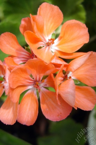 A mobile wallpaper and MMS picture for Apple iPhone 7s, 6s, 5s, 4s, Plus, iPods, iPads, New iPads, Samsung Galaxy S Series and Notes, Sony Ericsson Xperia, LG Mobile Phones, Tablets and Devices: Red Colored Pelargonia -Geranium- flower.
