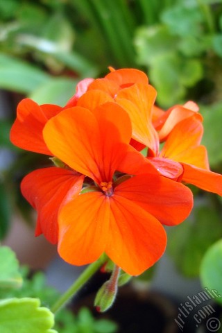 A mobile wallpaper and MMS picture for Apple iPhone 7s, 6s, 5s, 4s, Plus, iPods, iPads, New iPads, Samsung Galaxy S Series and Notes, Sony Ericsson Xperia, LG Mobile Phones, Tablets and Devices: Red Colored Pelargonia -Geranium- flower.

