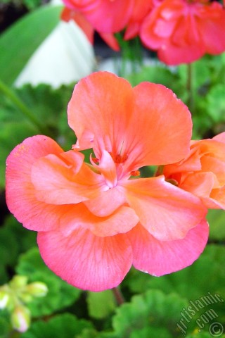 A mobile wallpaper and MMS picture for Apple iPhone 7s, 6s, 5s, 4s, Plus, iPods, iPads, New iPads, Samsung Galaxy S Series and Notes, Sony Ericsson Xperia, LG Mobile Phones, Tablets and Devices: Red Colored Pelargonia -Geranium- flower.
