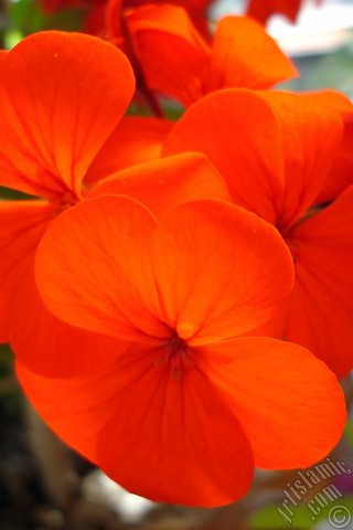 A mobile wallpaper and MMS picture for Apple iPhone 7s, 6s, 5s, 4s, Plus, iPods, iPads, New iPads, Samsung Galaxy S Series and Notes, Sony Ericsson Xperia, LG Mobile Phones, Tablets and Devices: Red Colored Pelargonia -Geranium- flower.
