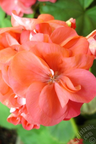 A mobile wallpaper and MMS picture for Apple iPhone 7s, 6s, 5s, 4s, Plus, iPods, iPads, New iPads, Samsung Galaxy S Series and Notes, Sony Ericsson Xperia, LG Mobile Phones, Tablets and Devices: Red Colored Pelargonia -Geranium- flower.
