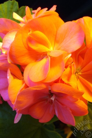 A mobile wallpaper and MMS picture for Apple iPhone 7s, 6s, 5s, 4s, Plus, iPods, iPads, New iPads, Samsung Galaxy S Series and Notes, Sony Ericsson Xperia, LG Mobile Phones, Tablets and Devices: Red Colored Pelargonia -Geranium- flower.

