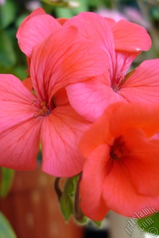 A mobile wallpaper and MMS picture for Apple iPhone 7s, 6s, 5s, 4s, Plus, iPods, iPads, New iPads, Samsung Galaxy S Series and Notes, Sony Ericsson Xperia, LG Mobile Phones, Tablets and Devices: Red Colored Pelargonia -Geranium- flower.
