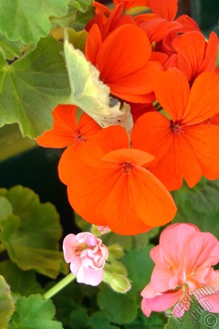 A mobile wallpaper and MMS picture for Apple iPhone 7s, 6s, 5s, 4s, Plus, iPods, iPads, New iPads, Samsung Galaxy S Series and Notes, Sony Ericsson Xperia, LG Mobile Phones, Tablets and Devices: Red Colored Pelargonia -Geranium- flower.
