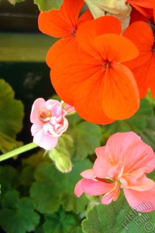 A mobile wallpaper and MMS picture for Apple iPhone 7s, 6s, 5s, 4s, Plus, iPods, iPads, New iPads, Samsung Galaxy S Series and Notes, Sony Ericsson Xperia, LG Mobile Phones, Tablets and Devices: Red Colored Pelargonia -Geranium- flower.
