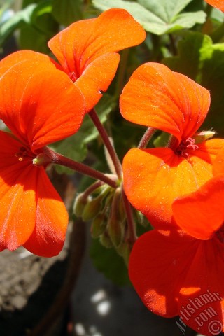 A mobile wallpaper and MMS picture for Apple iPhone 7s, 6s, 5s, 4s, Plus, iPods, iPads, New iPads, Samsung Galaxy S Series and Notes, Sony Ericsson Xperia, LG Mobile Phones, Tablets and Devices: Red Colored Pelargonia -Geranium- flower.
