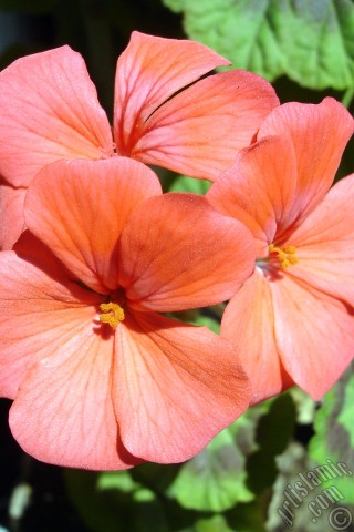 A mobile wallpaper and MMS picture for Apple iPhone 7s, 6s, 5s, 4s, Plus, iPods, iPads, New iPads, Samsung Galaxy S Series and Notes, Sony Ericsson Xperia, LG Mobile Phones, Tablets and Devices: Red Colored Pelargonia -Geranium- flower.
