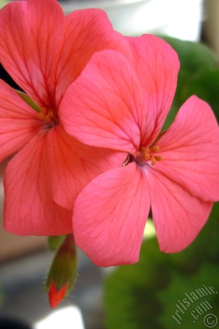 A mobile wallpaper and MMS picture for Apple iPhone 7s, 6s, 5s, 4s, Plus, iPods, iPads, New iPads, Samsung Galaxy S Series and Notes, Sony Ericsson Xperia, LG Mobile Phones, Tablets and Devices: Red Colored Pelargonia -Geranium- flower.
