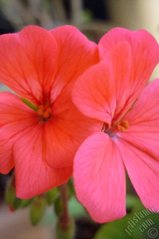 A mobile wallpaper and MMS picture for Apple iPhone 7s, 6s, 5s, 4s, Plus, iPods, iPads, New iPads, Samsung Galaxy S Series and Notes, Sony Ericsson Xperia, LG Mobile Phones, Tablets and Devices: Red Colored Pelargonia -Geranium- flower.
