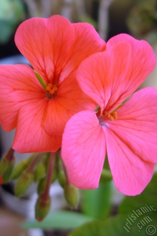 A mobile wallpaper and MMS picture for Apple iPhone 7s, 6s, 5s, 4s, Plus, iPods, iPads, New iPads, Samsung Galaxy S Series and Notes, Sony Ericsson Xperia, LG Mobile Phones, Tablets and Devices: Red Colored Pelargonia -Geranium- flower.
