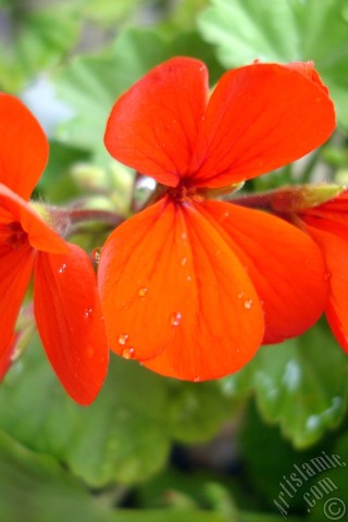 A mobile wallpaper and MMS picture for Apple iPhone 7s, 6s, 5s, 4s, Plus, iPods, iPads, New iPads, Samsung Galaxy S Series and Notes, Sony Ericsson Xperia, LG Mobile Phones, Tablets and Devices: Red Colored Pelargonia -Geranium- flower.
