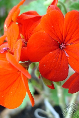 A mobile wallpaper and MMS picture for Apple iPhone 7s, 6s, 5s, 4s, Plus, iPods, iPads, New iPads, Samsung Galaxy S Series and Notes, Sony Ericsson Xperia, LG Mobile Phones, Tablets and Devices: Red Colored Pelargonia -Geranium- flower.
