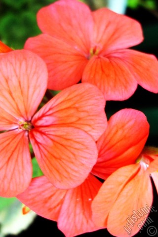 A mobile wallpaper and MMS picture for Apple iPhone 7s, 6s, 5s, 4s, Plus, iPods, iPads, New iPads, Samsung Galaxy S Series and Notes, Sony Ericsson Xperia, LG Mobile Phones, Tablets and Devices: Red Colored Pelargonia -Geranium- flower.
