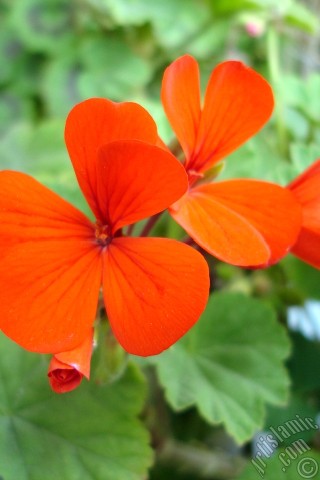 A mobile wallpaper and MMS picture for Apple iPhone 7s, 6s, 5s, 4s, Plus, iPods, iPads, New iPads, Samsung Galaxy S Series and Notes, Sony Ericsson Xperia, LG Mobile Phones, Tablets and Devices: Red Colored Pelargonia -Geranium- flower.
