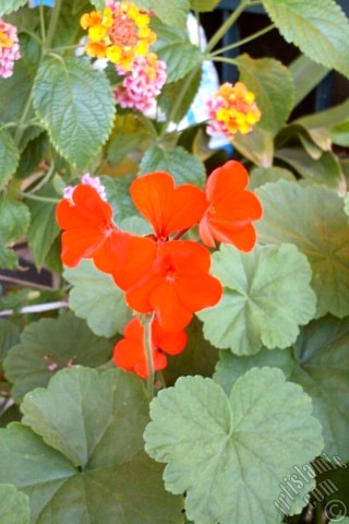 A mobile wallpaper and MMS picture for Apple iPhone 7s, 6s, 5s, 4s, Plus, iPods, iPads, New iPads, Samsung Galaxy S Series and Notes, Sony Ericsson Xperia, LG Mobile Phones, Tablets and Devices: Red Colored Pelargonia -Geranium- flower.
