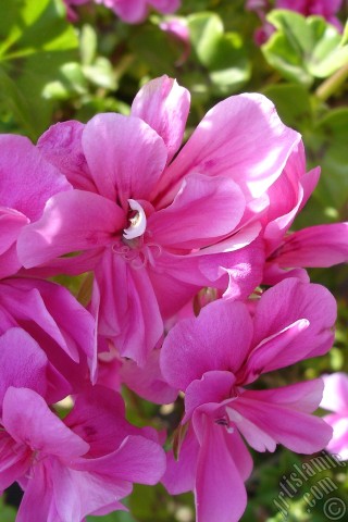 A mobile wallpaper and MMS picture for Apple iPhone 7s, 6s, 5s, 4s, Plus, iPods, iPads, New iPads, Samsung Galaxy S Series and Notes, Sony Ericsson Xperia, LG Mobile Phones, Tablets and Devices: Pink Colored Pelargonia -Geranium- flower.

